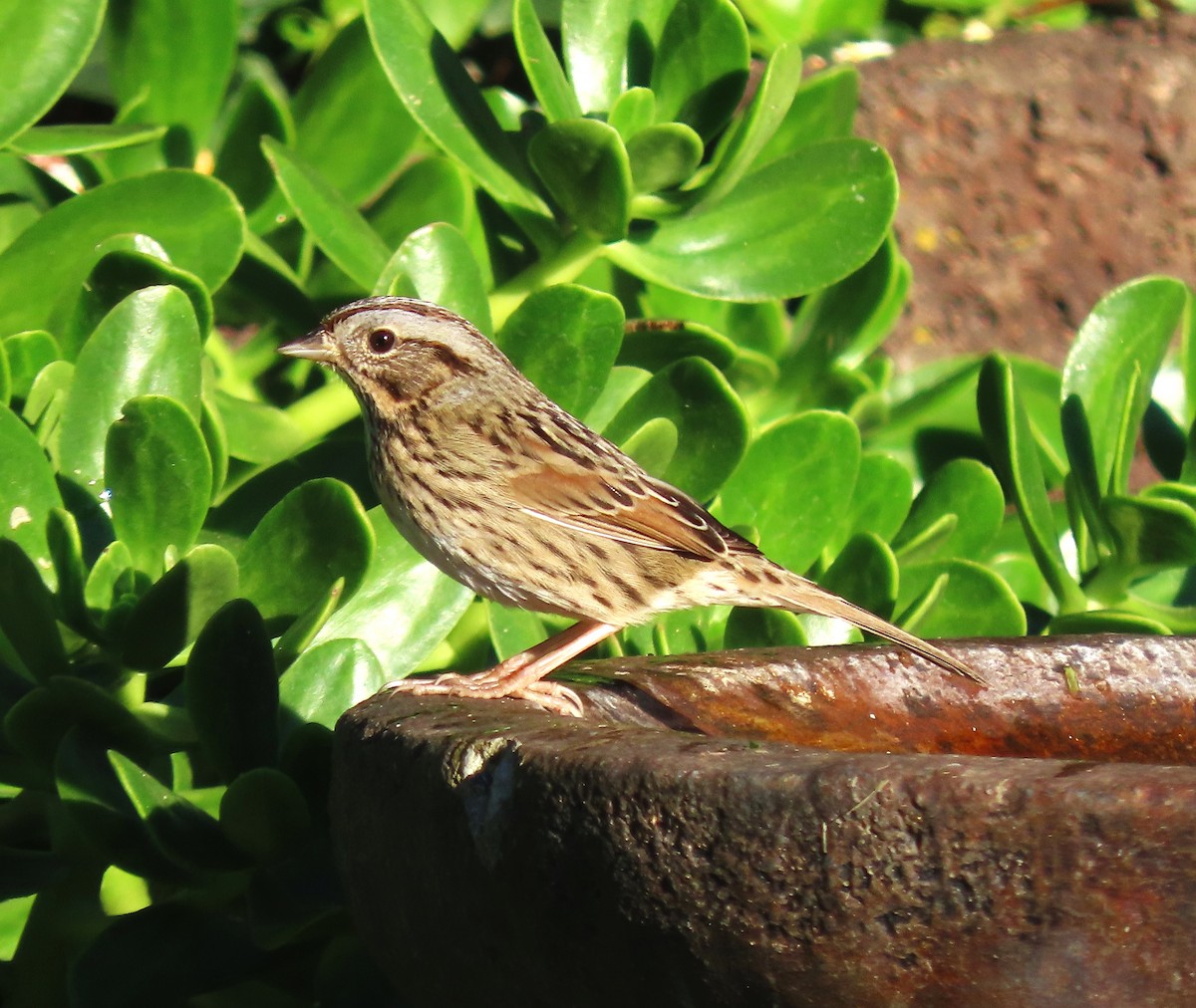 Lincoln's Sparrow - ML645997881