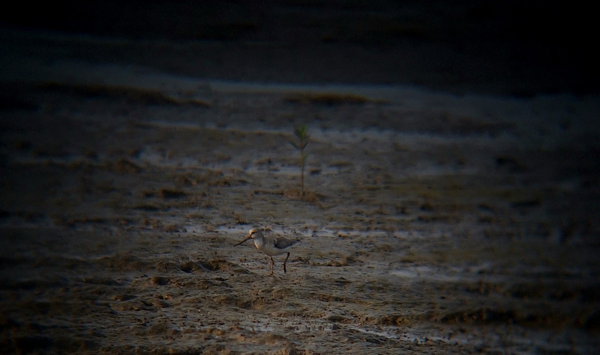 ソリハシシギ - ML645997886