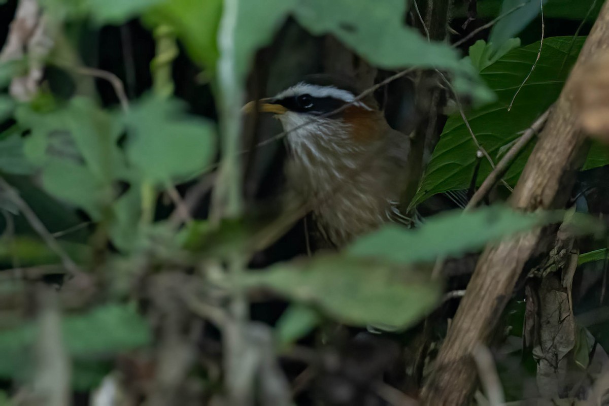 Streak-breasted Scimitar-Babbler - ML645997887