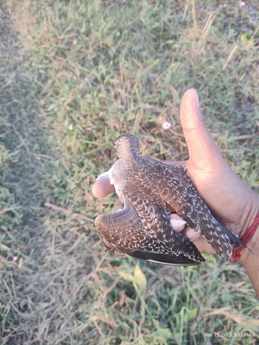 Wood Sandpiper - ML645997888