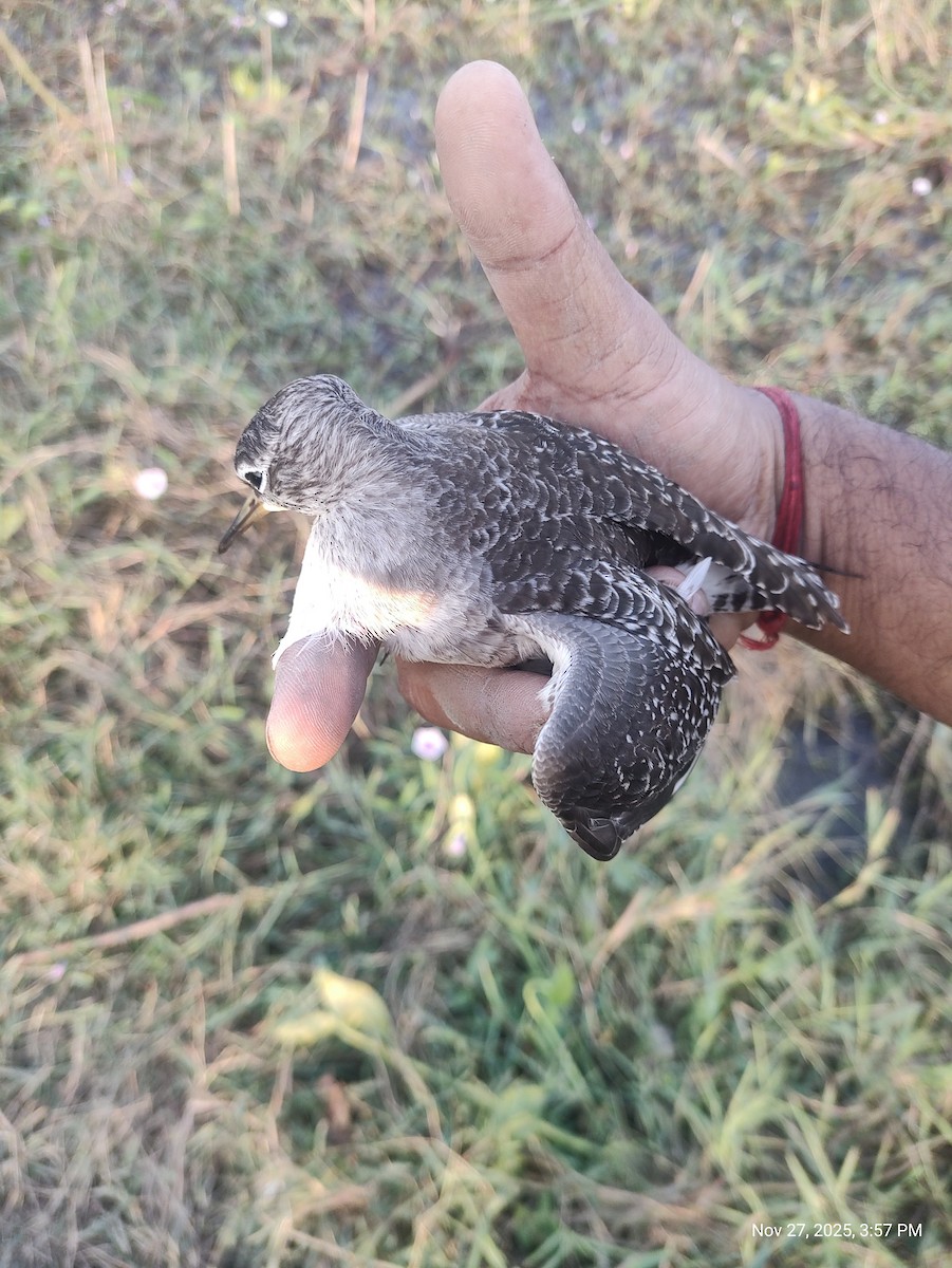 Wood Sandpiper - ML645997889