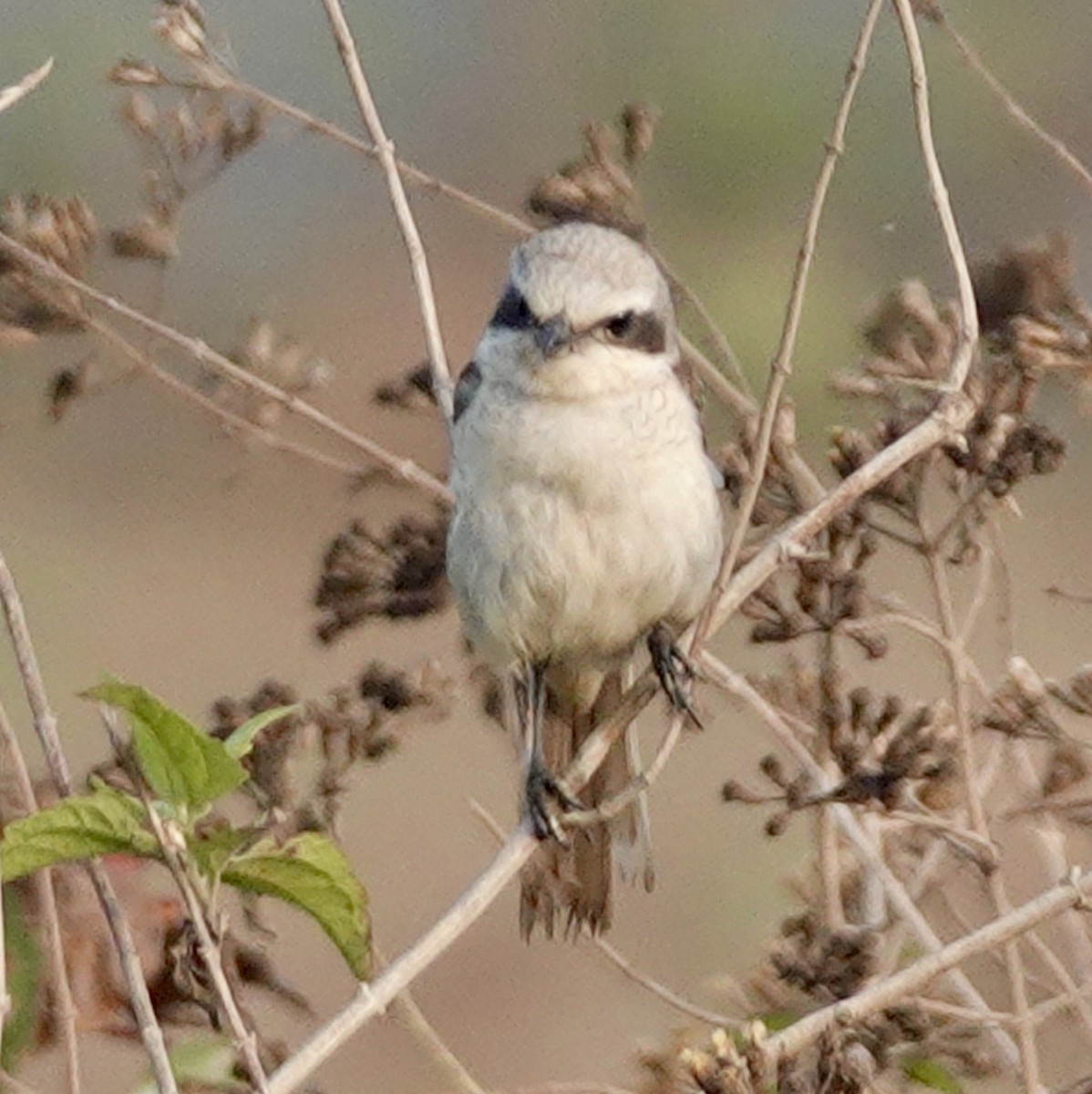 Brown Shrike (Philippine) - ML645997893