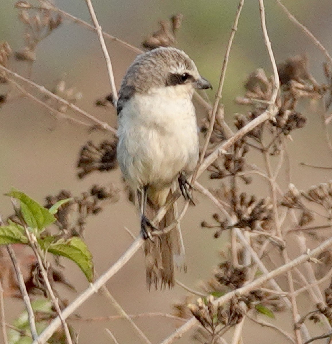 Brown Shrike (Philippine) - ML645997894