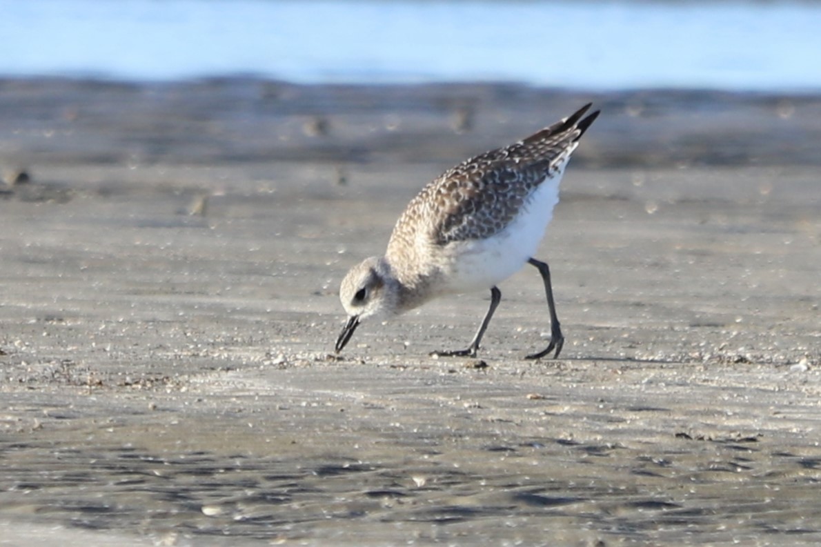 Black-bellied Plover - ML645997897