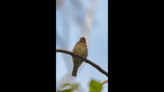 Сизый просяночник - ML645997899