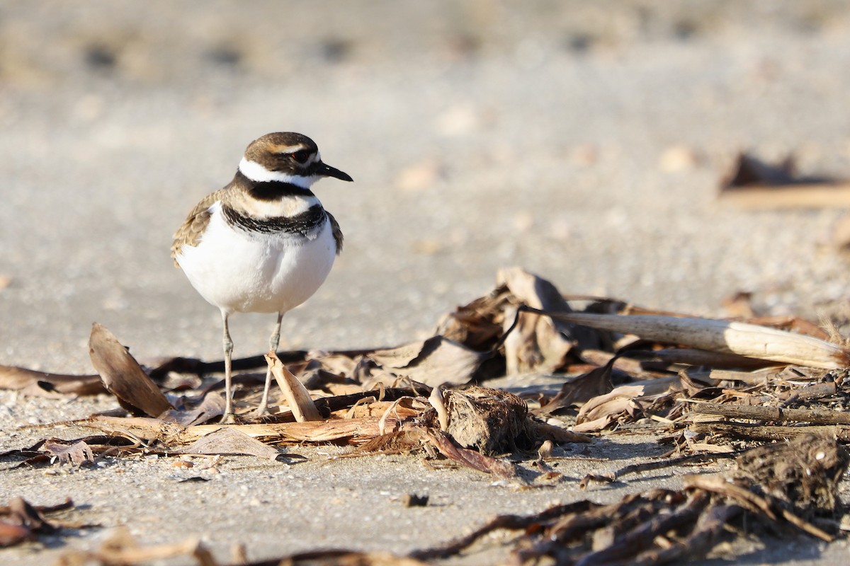Killdeer - ML645997900