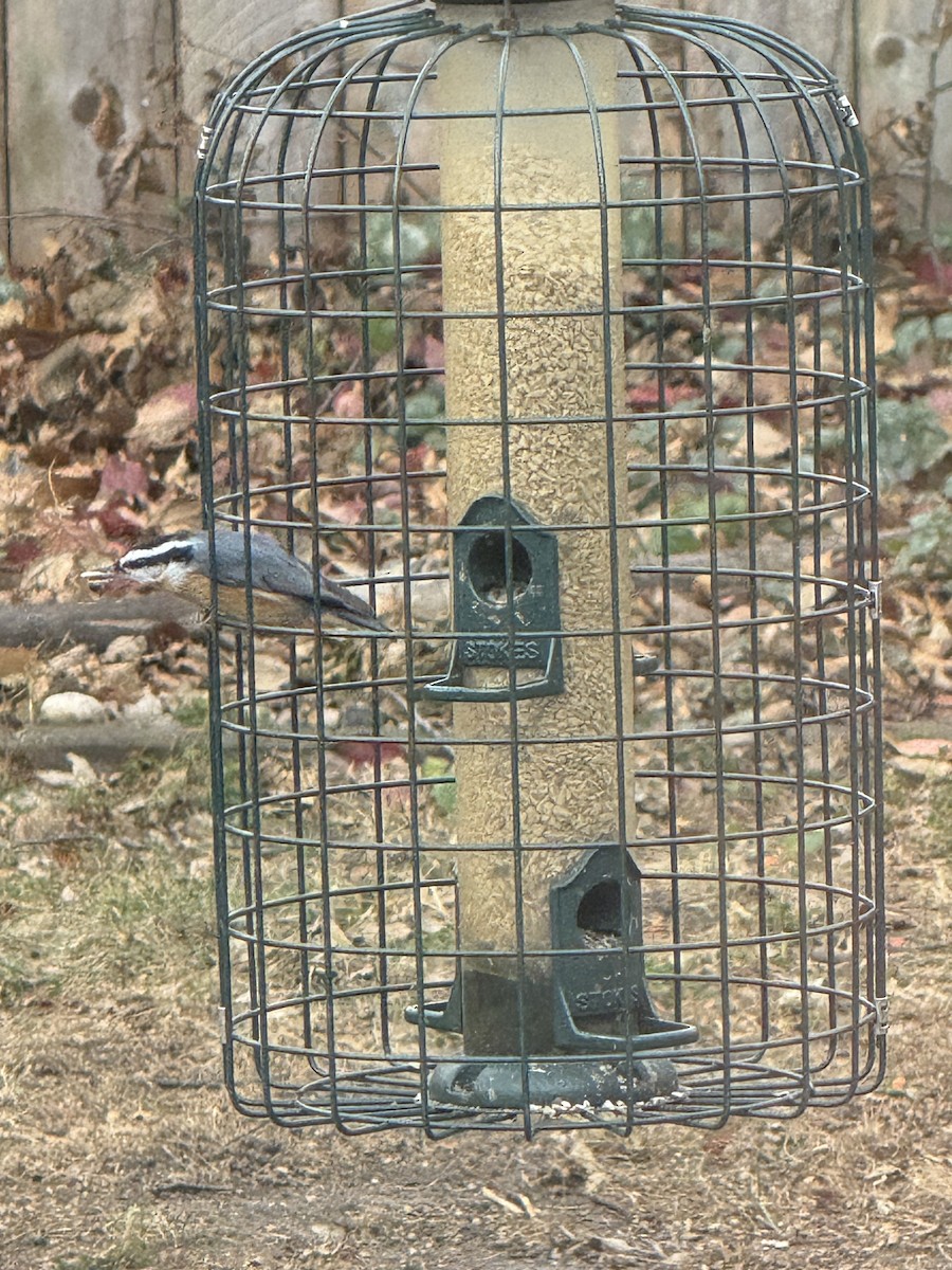 Red-breasted Nuthatch - ML645997902