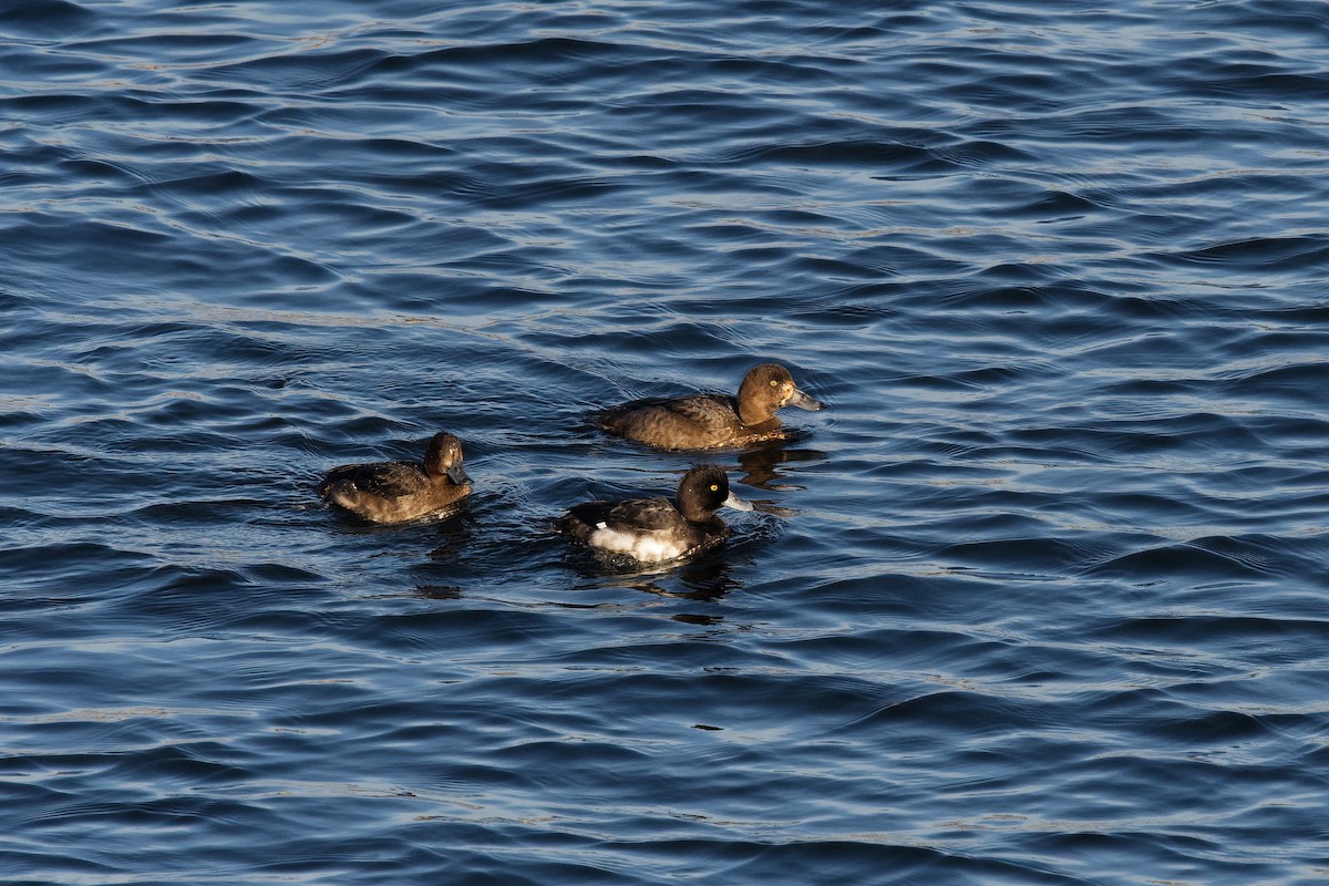 Морская чернеть - ML645997906