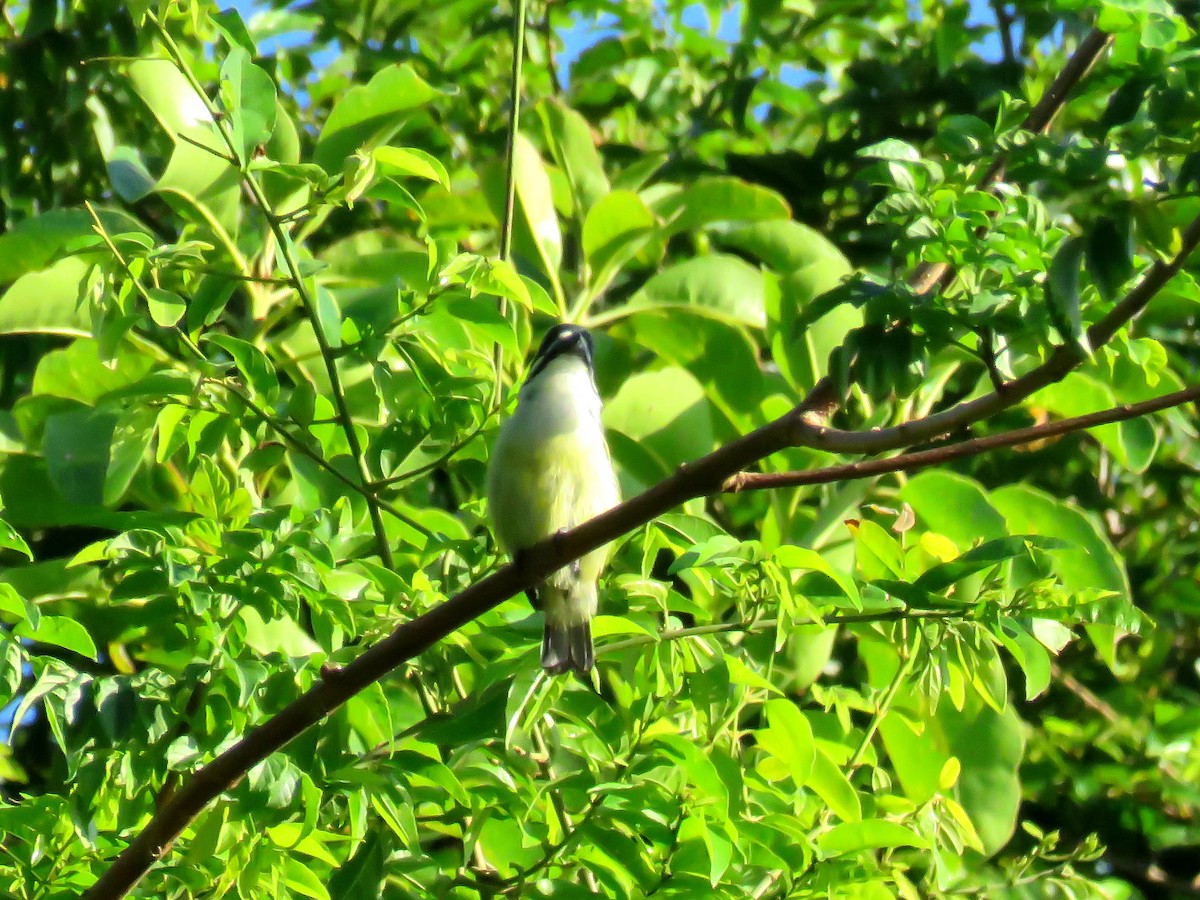 Barbudito Culigualdo - ML645997910