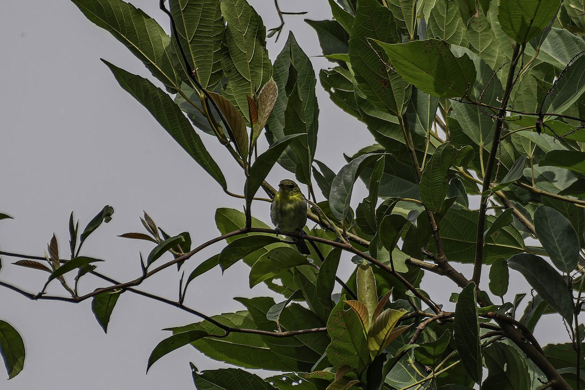 Yellow-backed Tanager - ML645997912