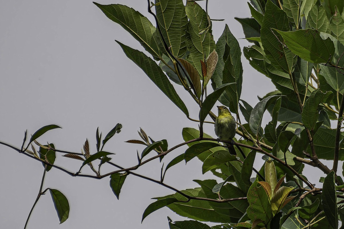 Yellow-backed Tanager - ML645997913