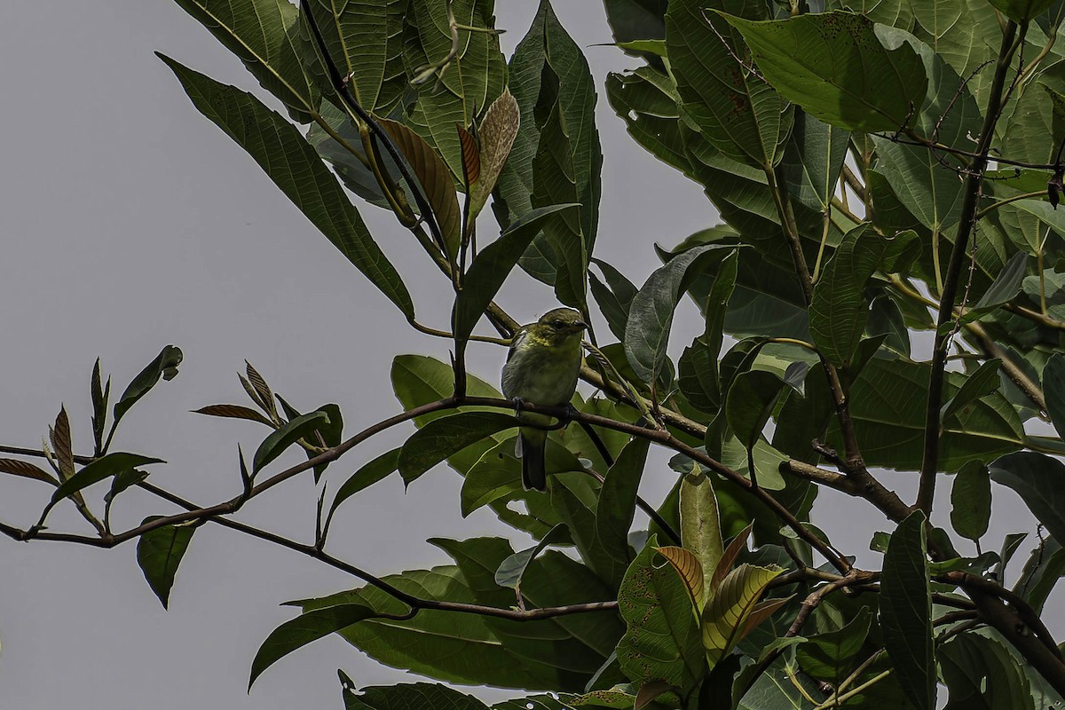 Yellow-backed Tanager - ML645997914