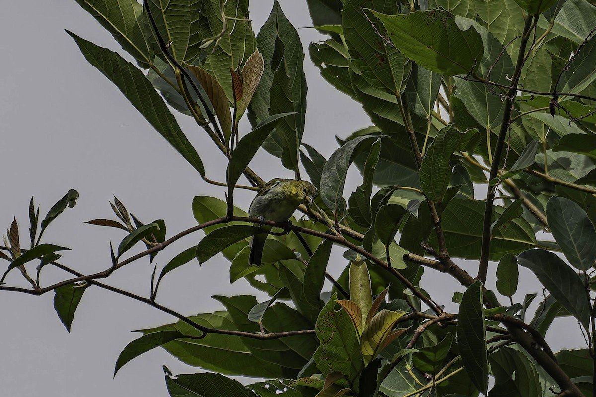 Yellow-backed Tanager - ML645997919