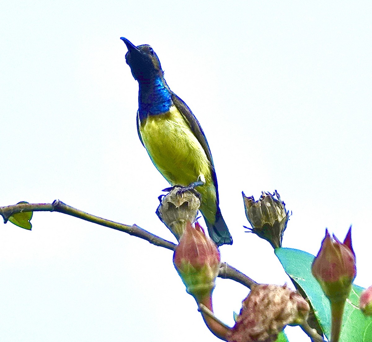 Ornate Sunbird - ML645997926