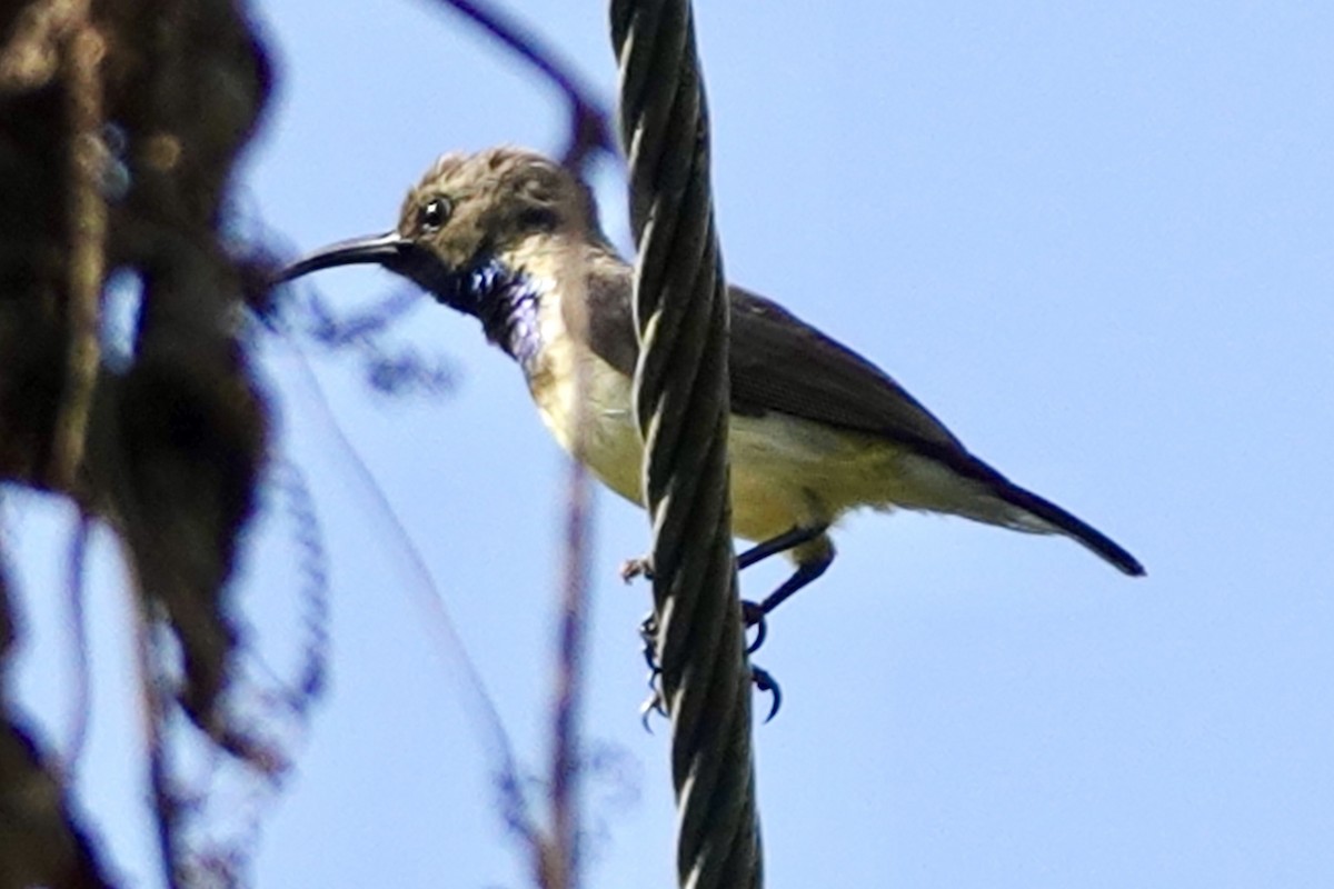 Ornate Sunbird - ML645997927