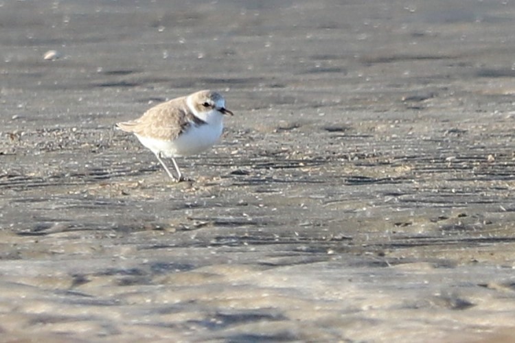 Snowy Plover - ML645997929