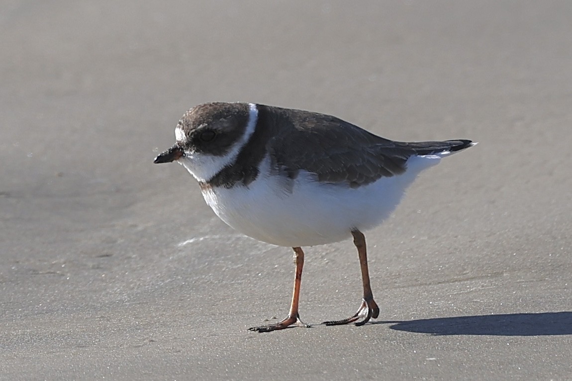 Semipalmated Plover - ML645997931