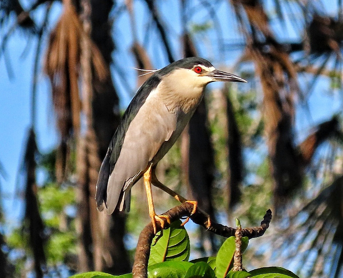 Black-crowned Night Heron - ML645997932