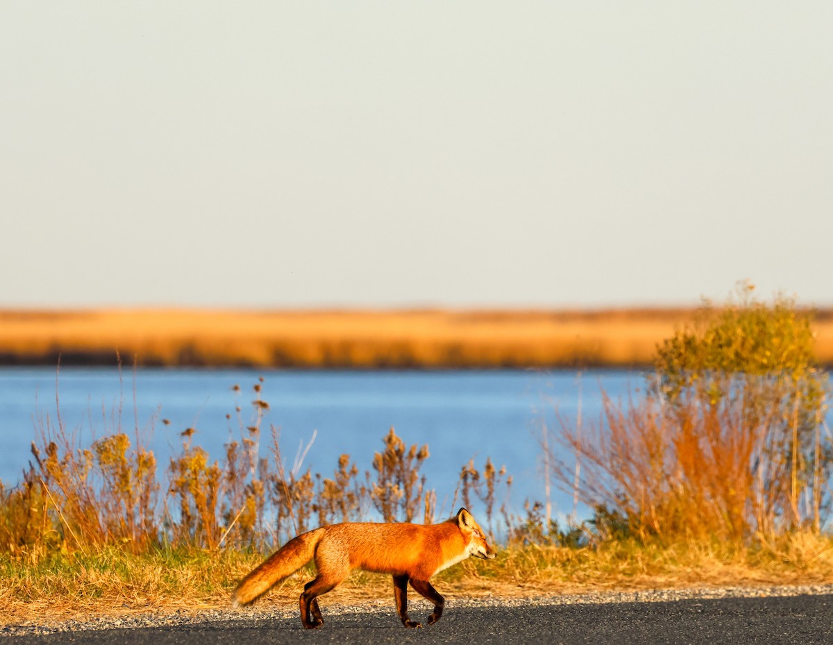 Eastern American Red Fox - ML645997935
