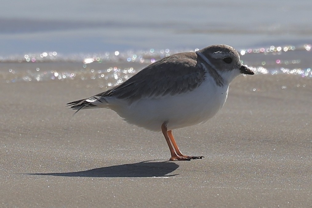Piping Plover - ML645997938