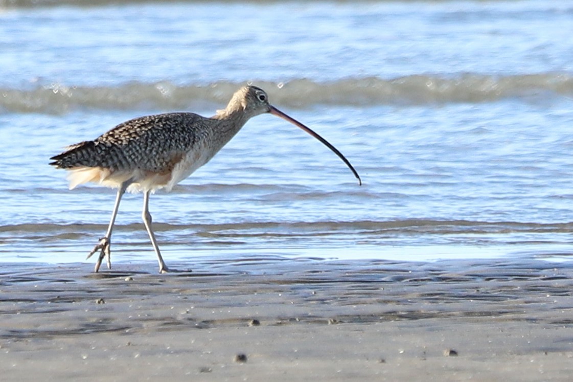 Long-billed Curlew - ML645997939