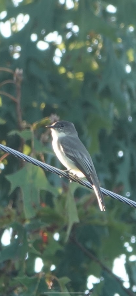 Eastern Phoebe - ML645997941