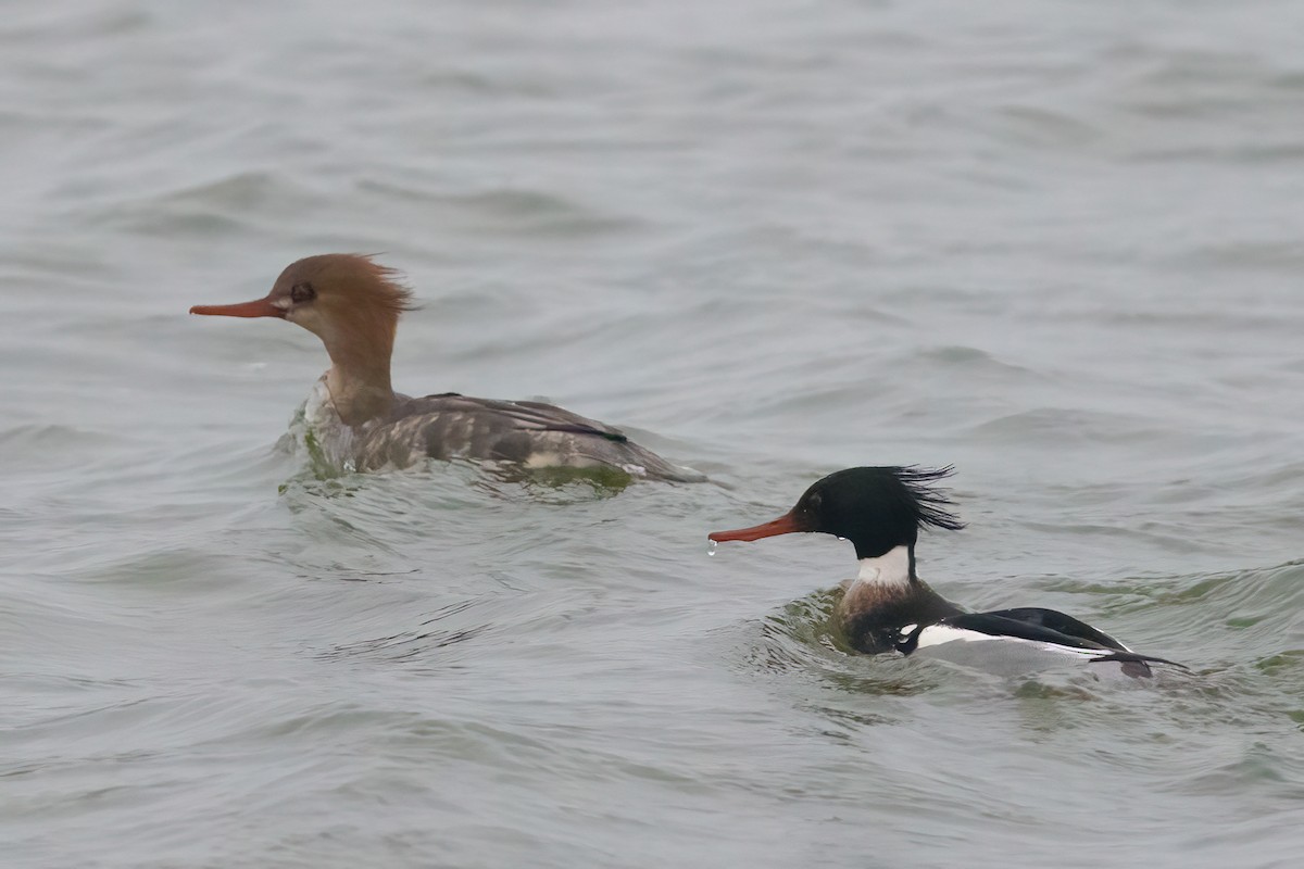 Red-breasted Merganser - ML645997952