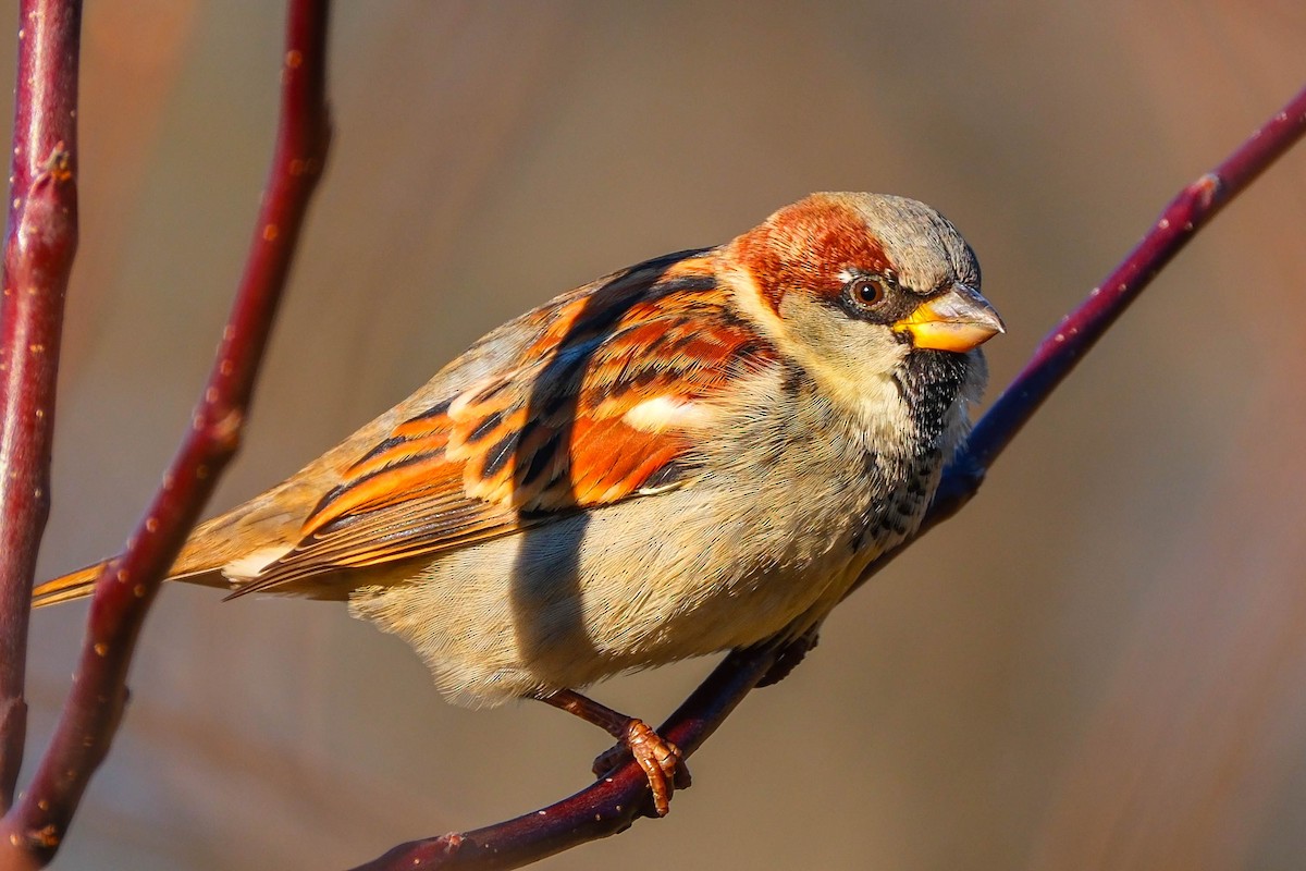 House Sparrow - ML645997953