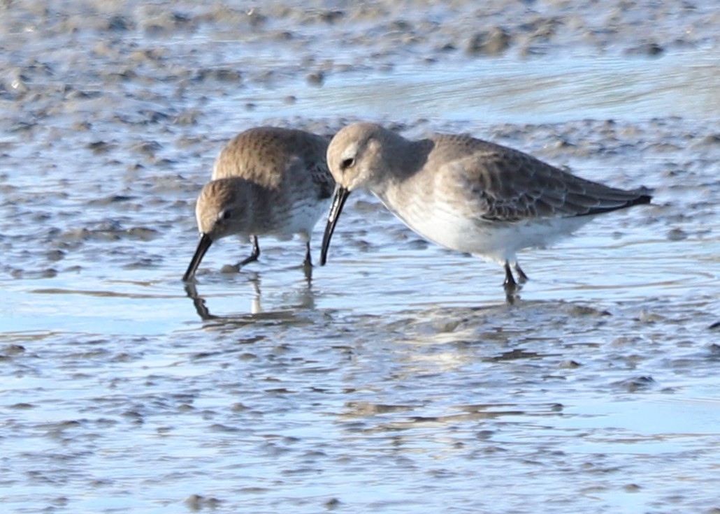 Dunlin - ML645997955