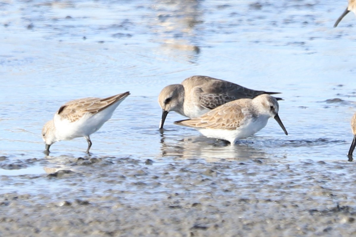 Western Sandpiper - ML645997962