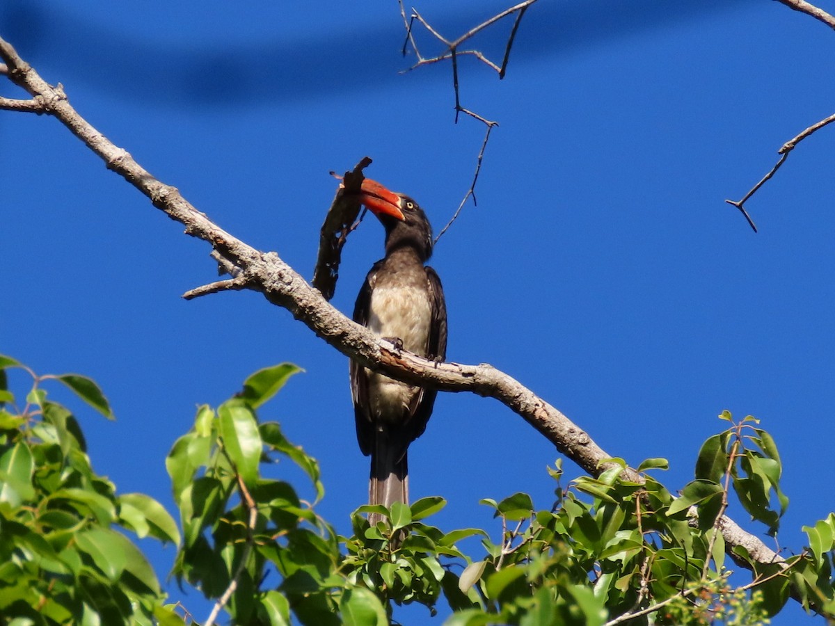 Crowned Hornbill - ML645997966