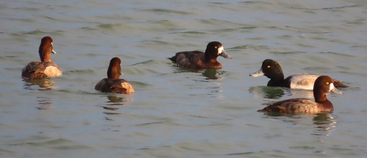 Морская чернеть - ML645997968