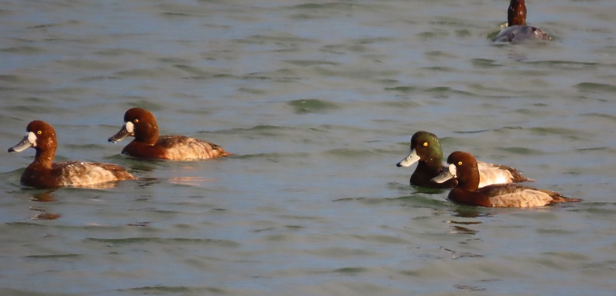 Морская чернеть - ML645997969