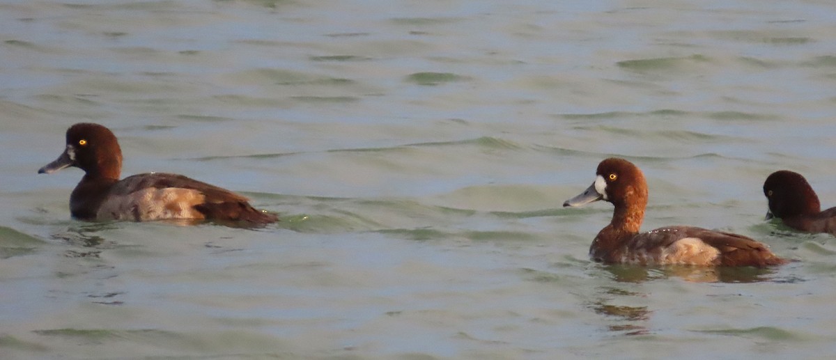 Морская чернеть - ML645997970