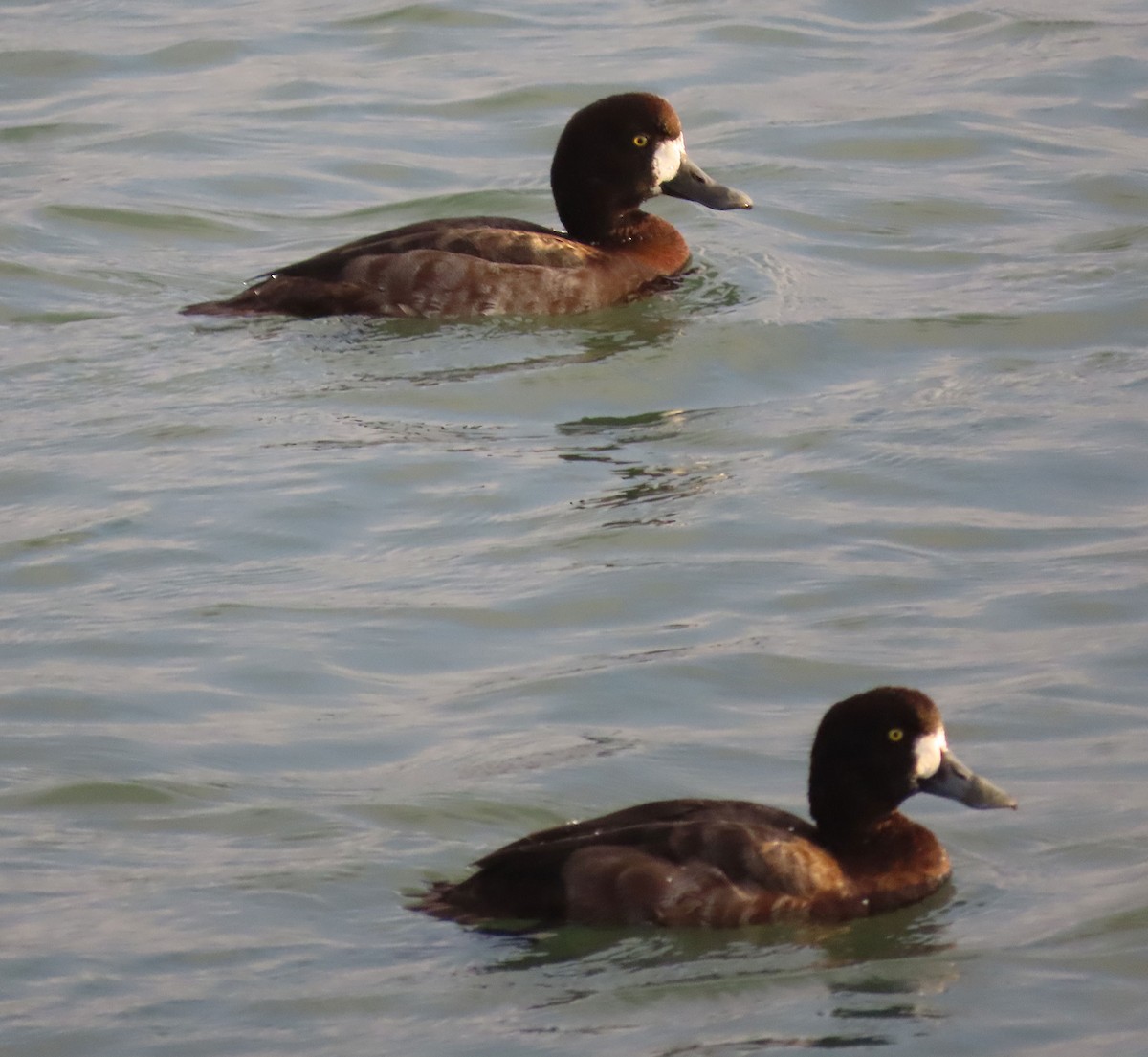 Морская чернеть - ML645997971