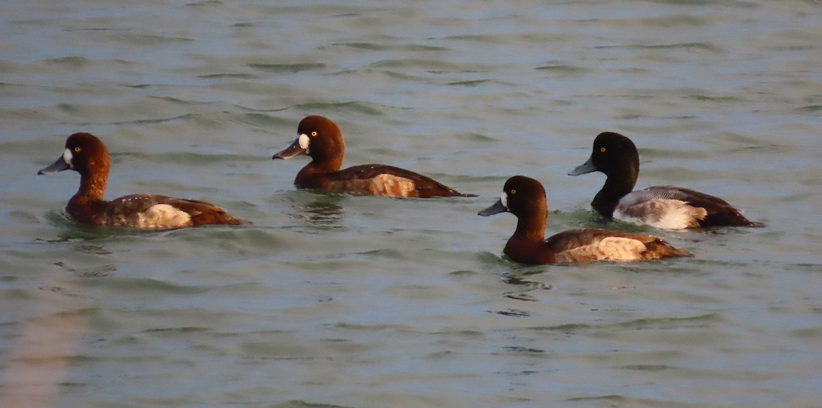 Морская чернеть - ML645997972