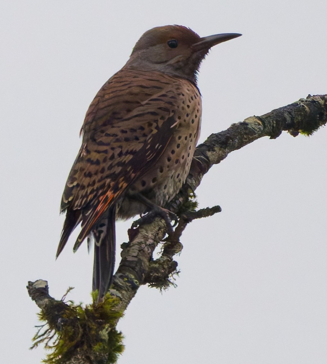 Northern Flicker - ML645997976