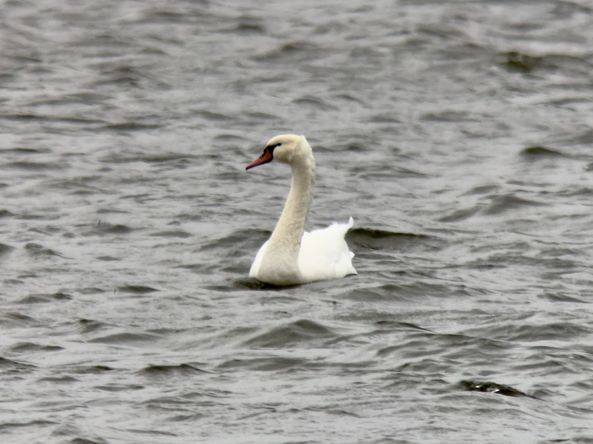 Mute Swan - ML645997977
