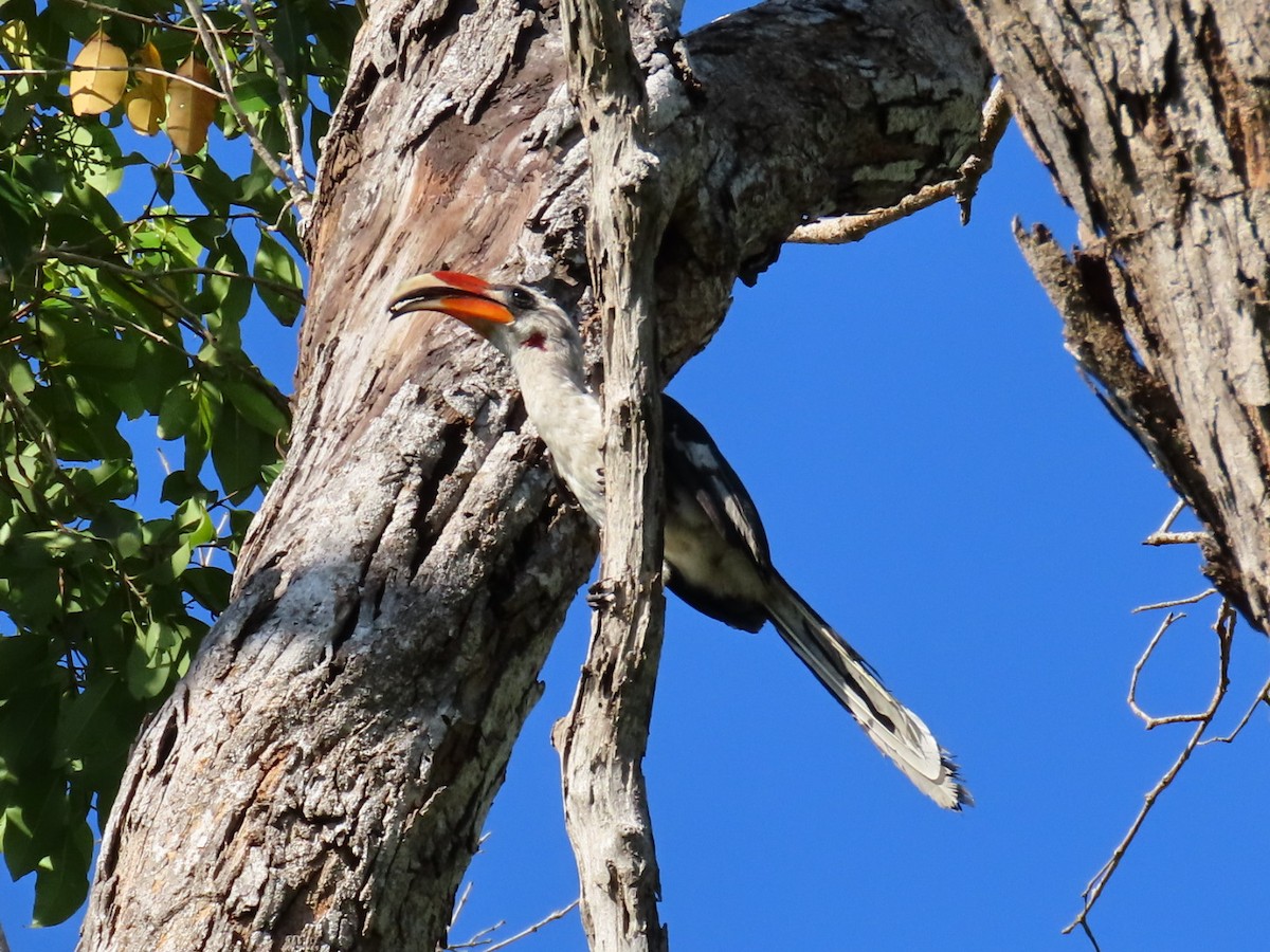 Von der Decken's Hornbill - ML645997986