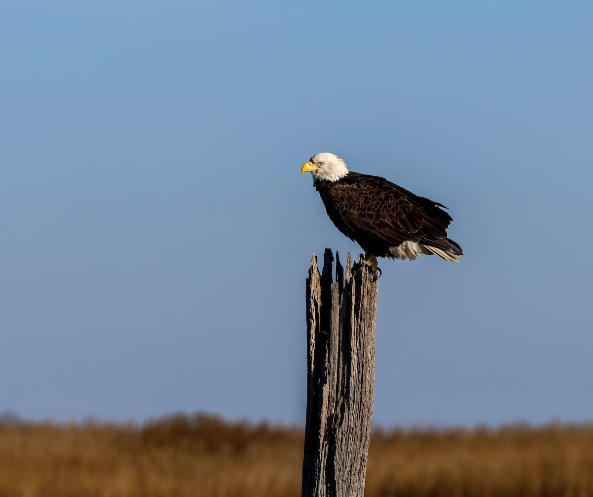 Bald Eagle - ML645997990