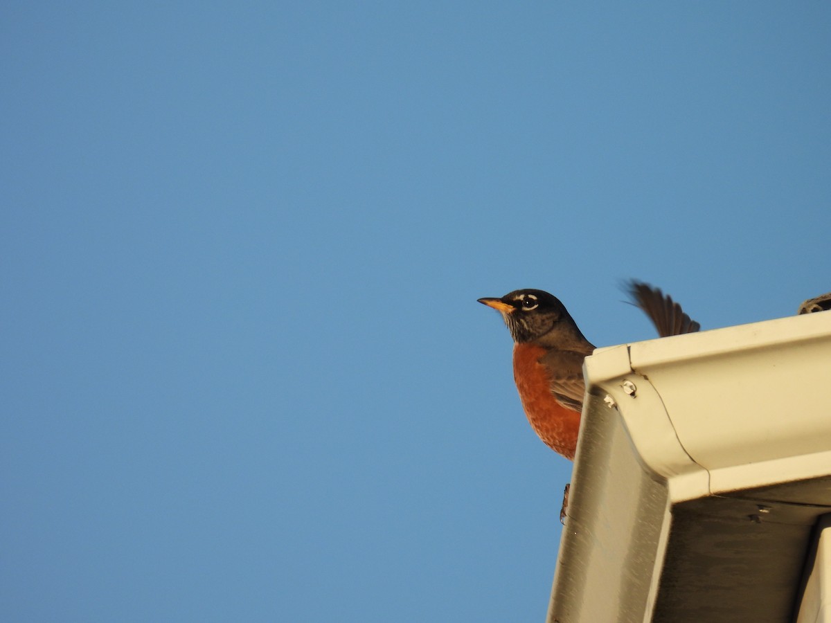 American Robin - ML645997995
