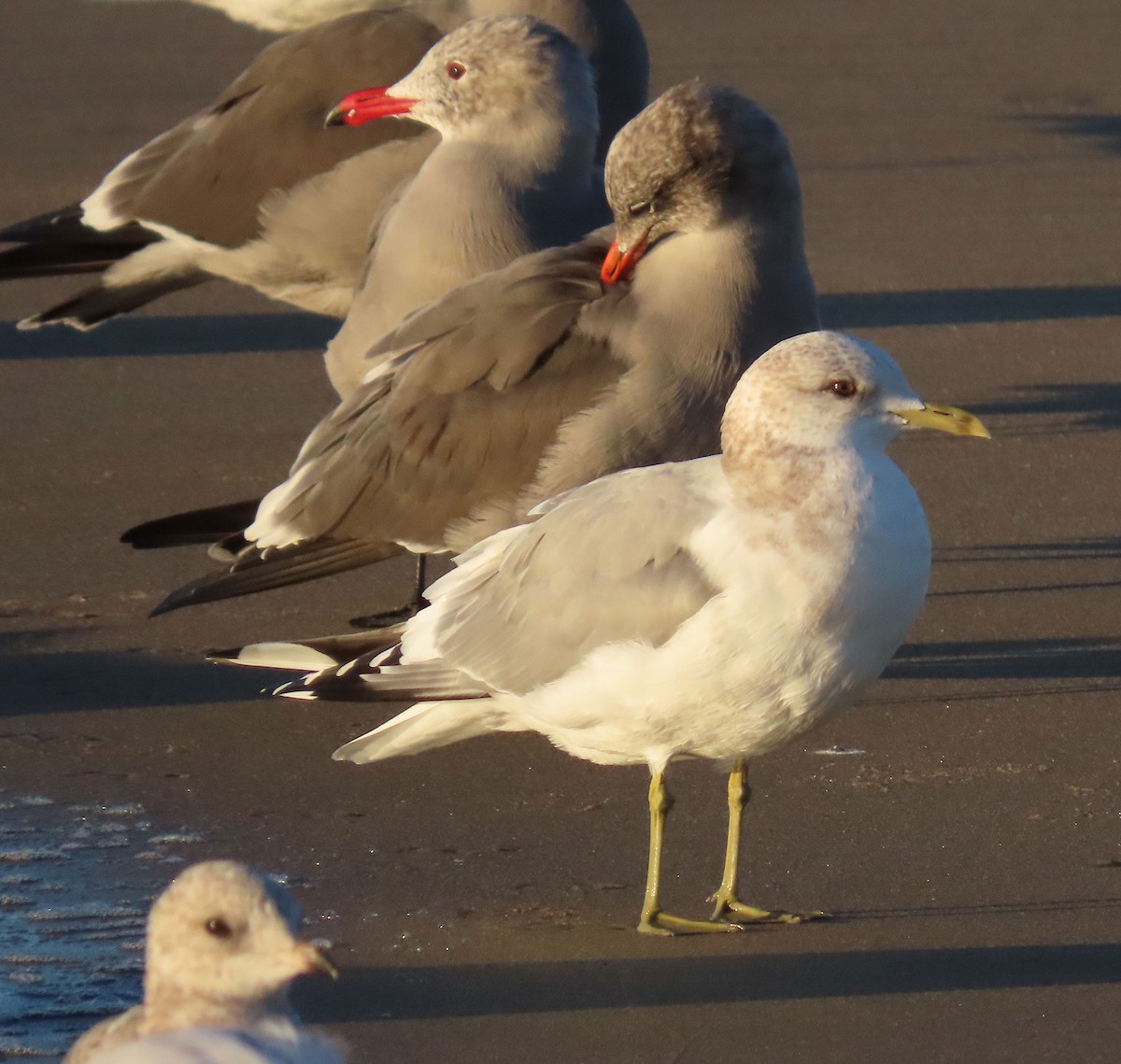 Short-billed Gull - ML645997996