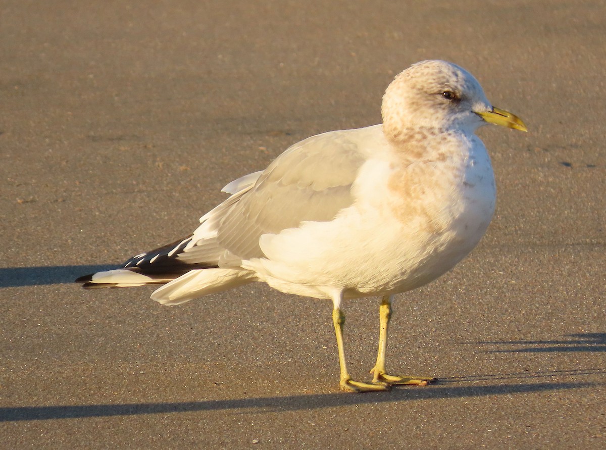 Short-billed Gull - ML645997997