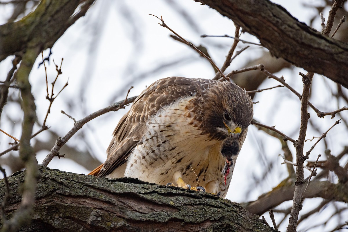 Red-tailed Hawk - ML645997998