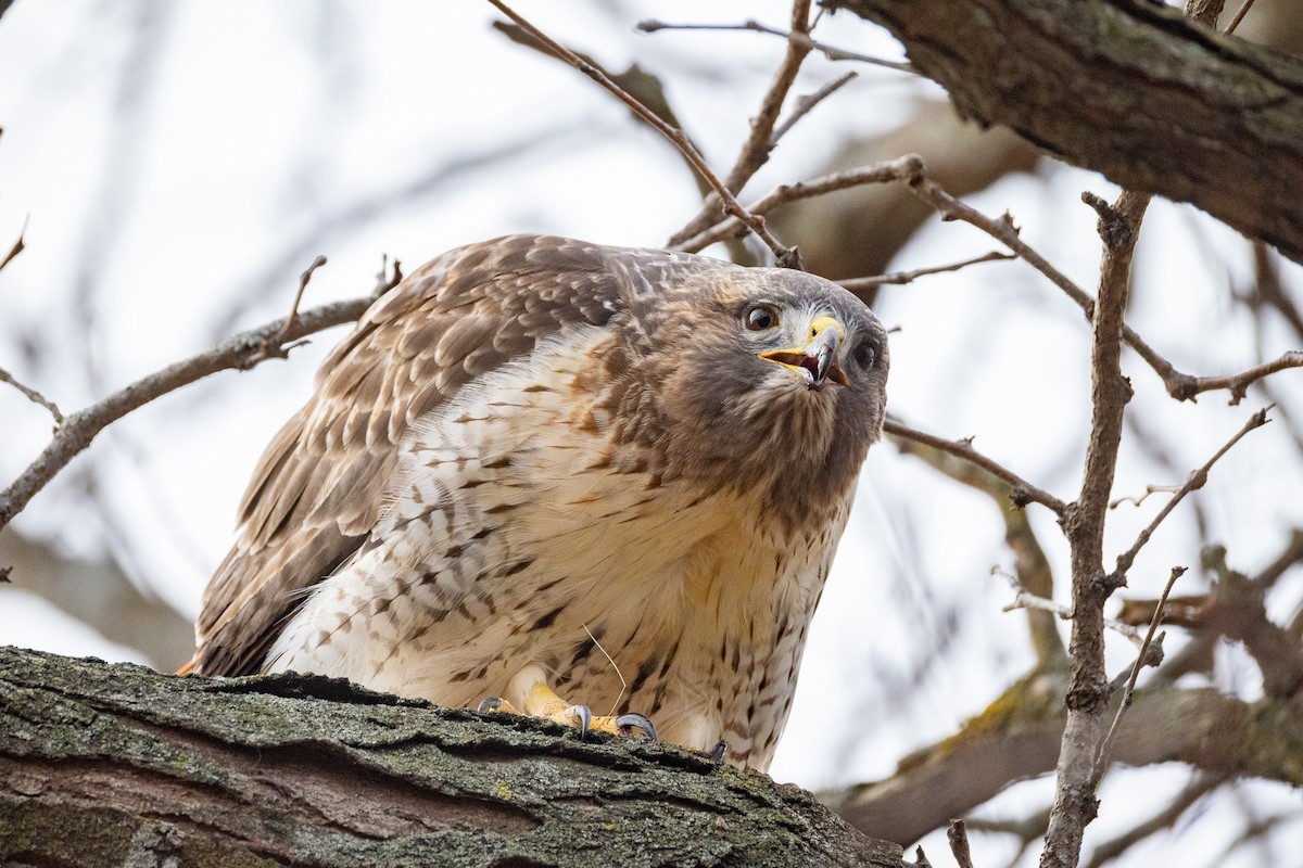Red-tailed Hawk - ML645997999