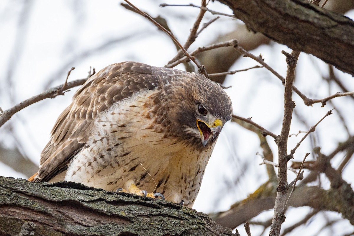 Red-tailed Hawk - ML645998000