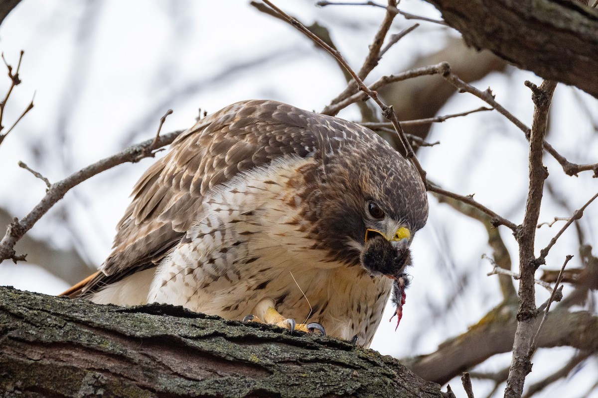 Red-tailed Hawk - ML645998001