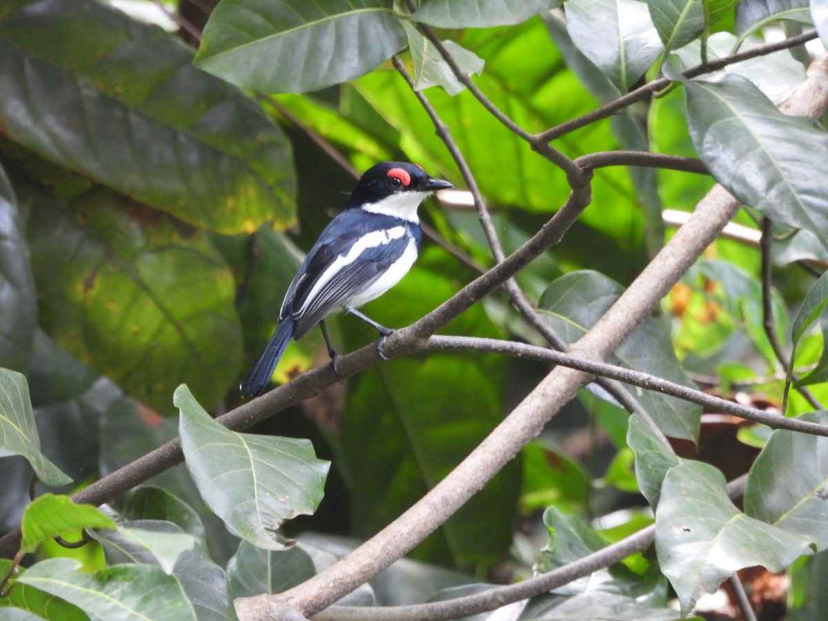 Brown-throated Wattle-eye - ML645998003