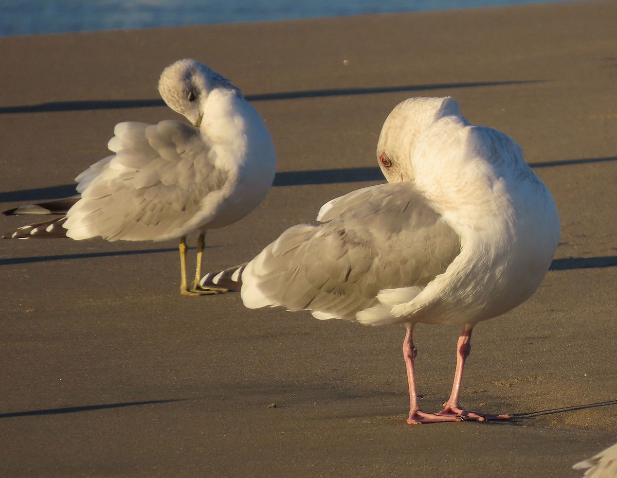 Western x Glaucous-winged Gull (hybrid) - ML645998004