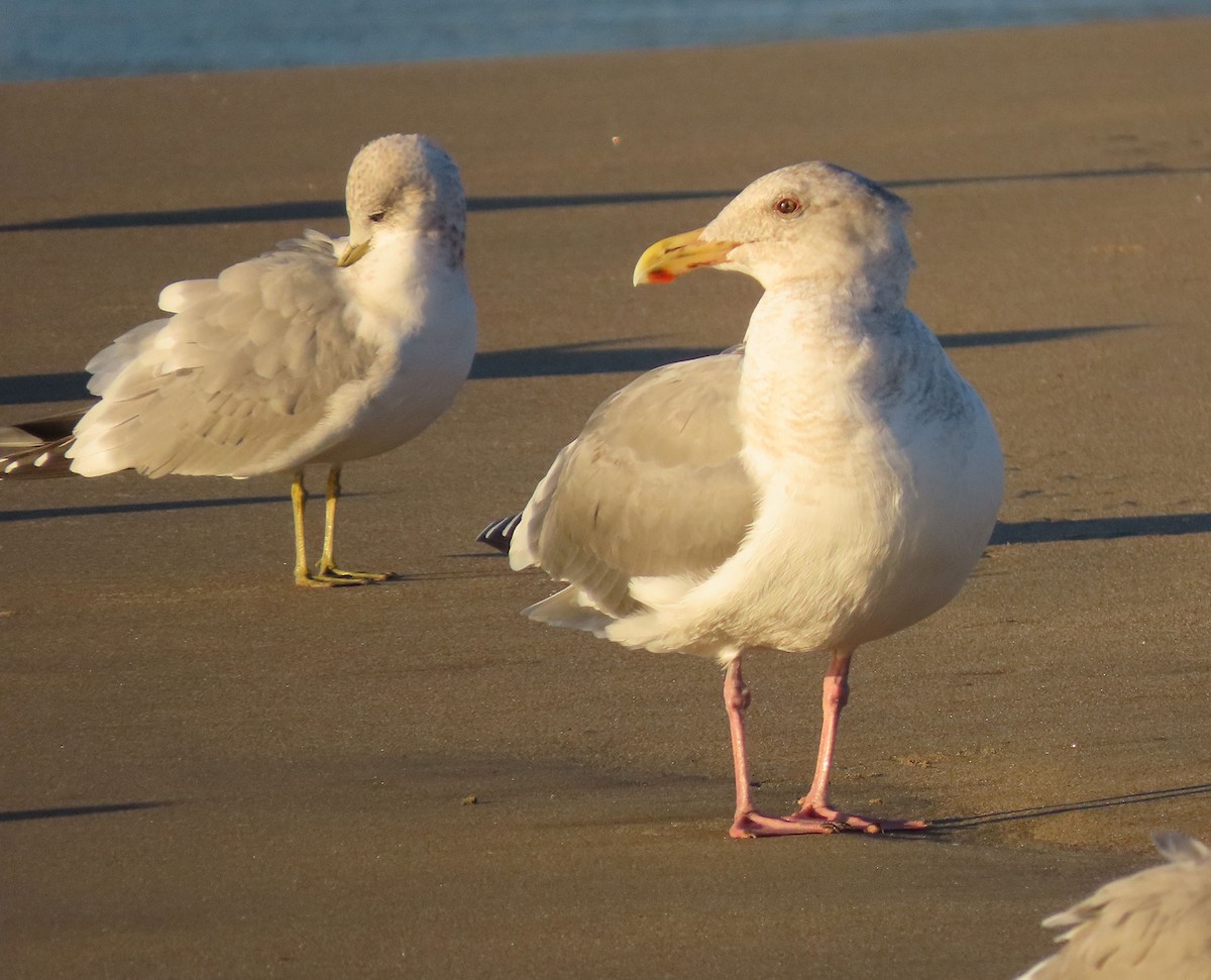 Western x Glaucous-winged Gull (hybrid) - ML645998005